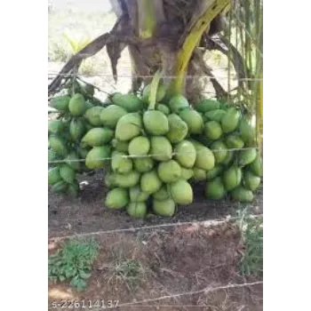 Kerala Coconut Plant